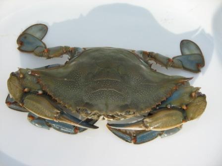 Chesapeake Bay News » Chesapeake Bay Marine Life