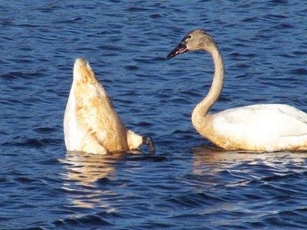 Chesapeake Bay News » Chesapeake Bay Waterfowl