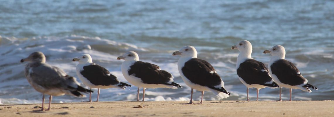 sea gulls on beach
