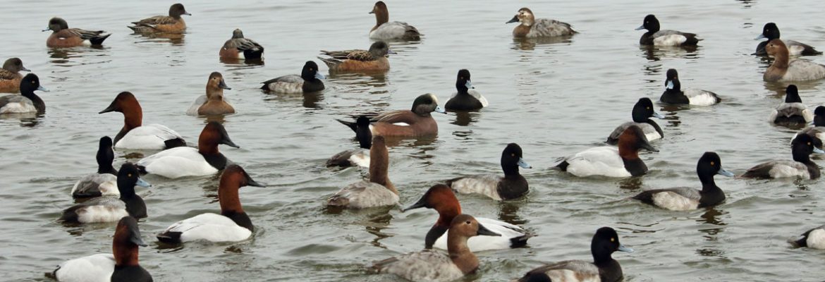 chesapeake bay ducks