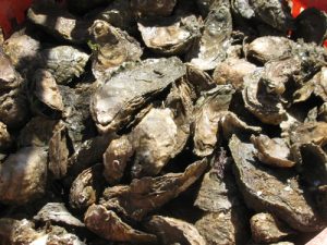 eastern oysters