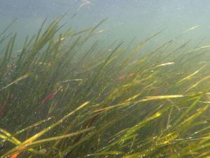 Eelgrass Chesapeake Bay