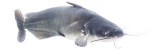 invasive blue catfish